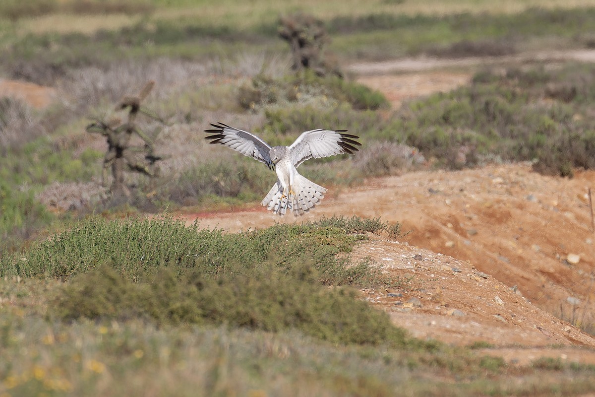 Aguilucho de Hudson - ML645581950