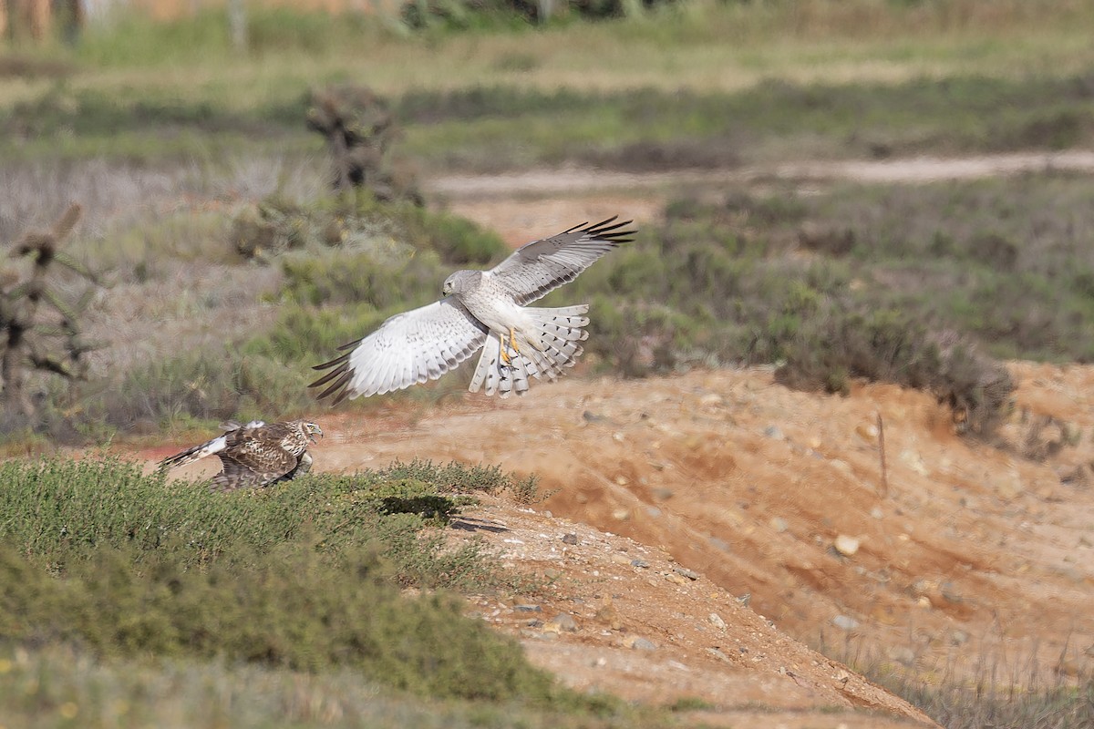 Aguilucho de Hudson - ML645581951