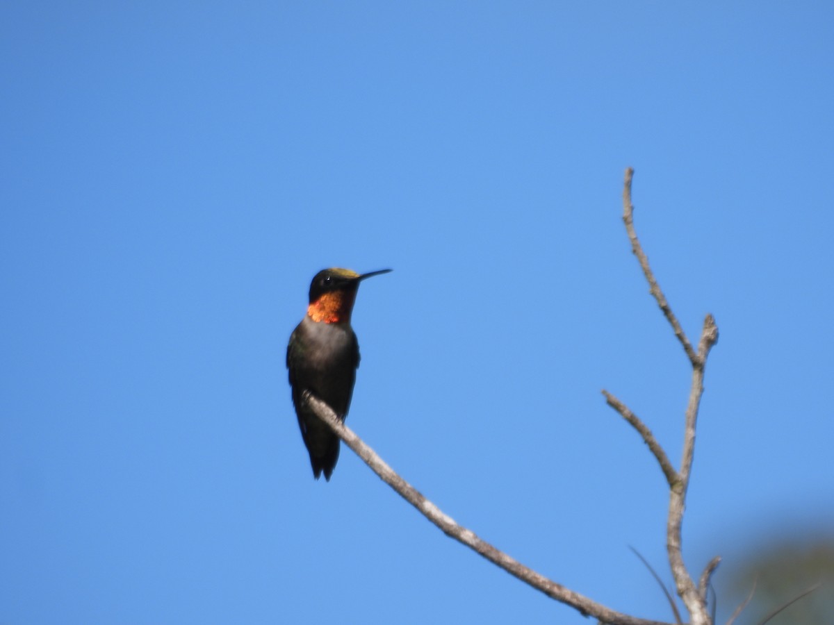 Колібрі рубіновогорлий - ML645581952