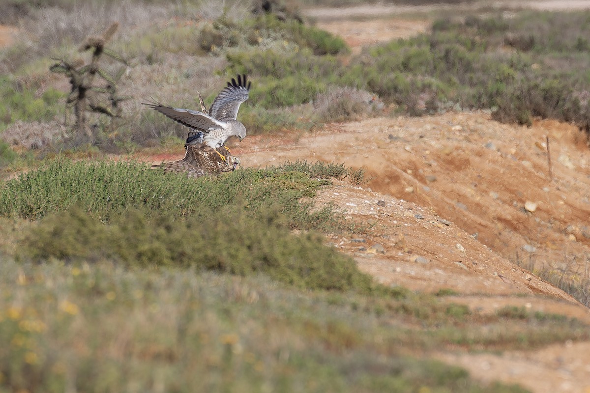 Aguilucho de Hudson - ML645581954