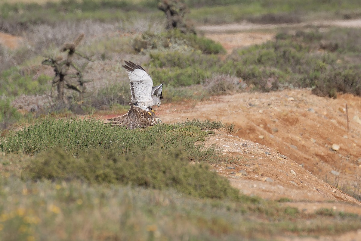 Aguilucho de Hudson - ML645581955
