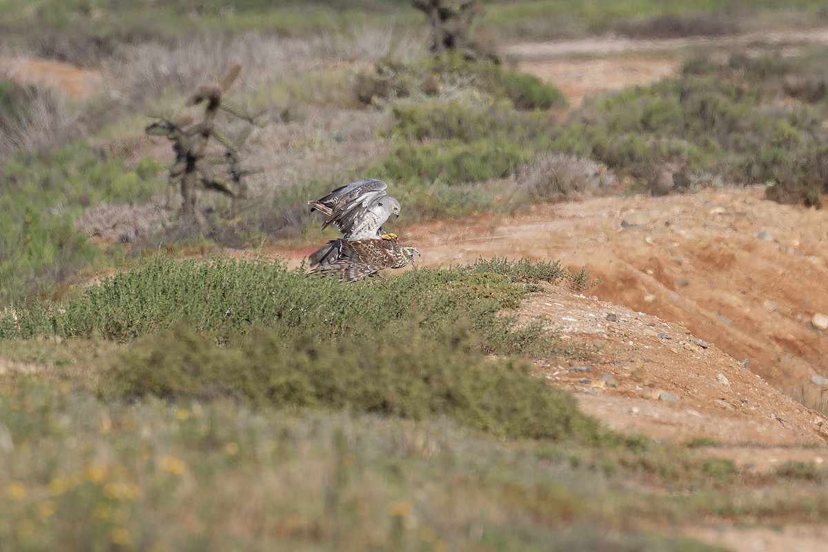 Aguilucho de Hudson - ML645581956