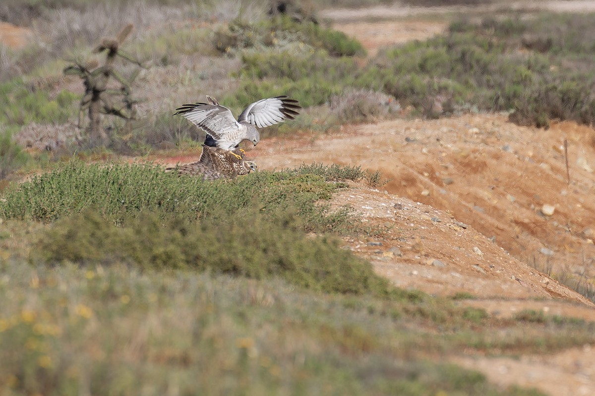 Aguilucho de Hudson - ML645581958