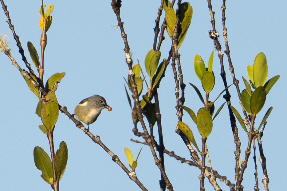 Buru Flowerpecker - ML645581959