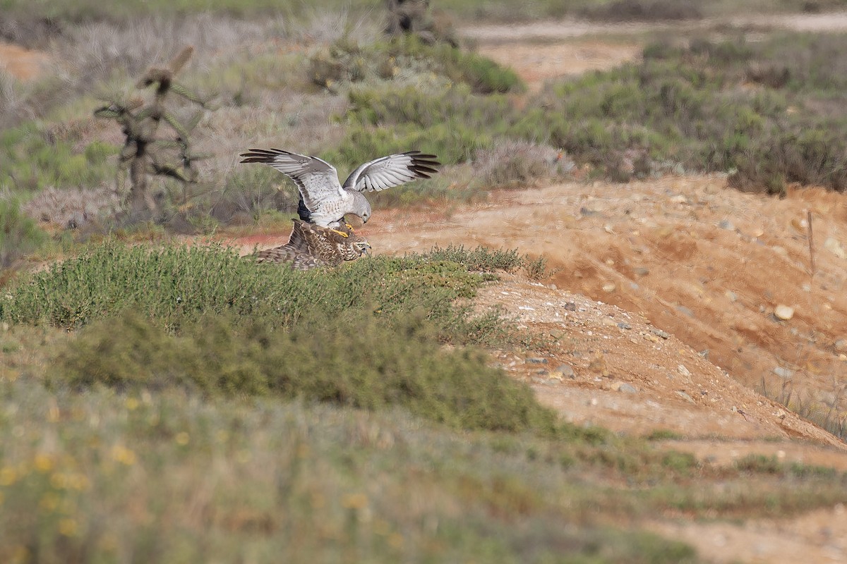 Aguilucho de Hudson - ML645581960