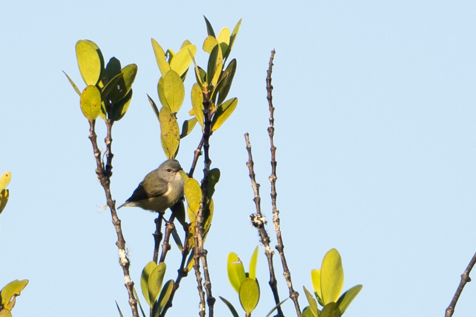 Buru Flowerpecker - ML645581961