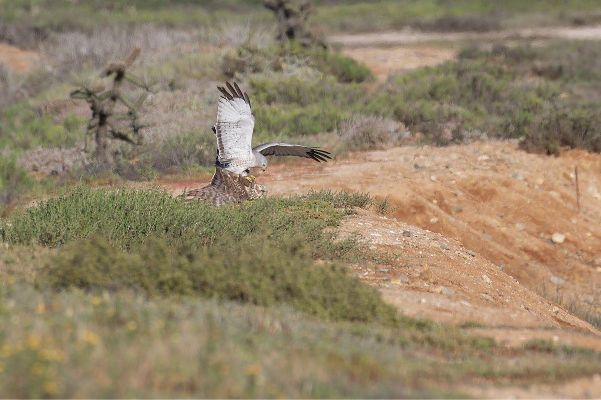Aguilucho de Hudson - ML645581962
