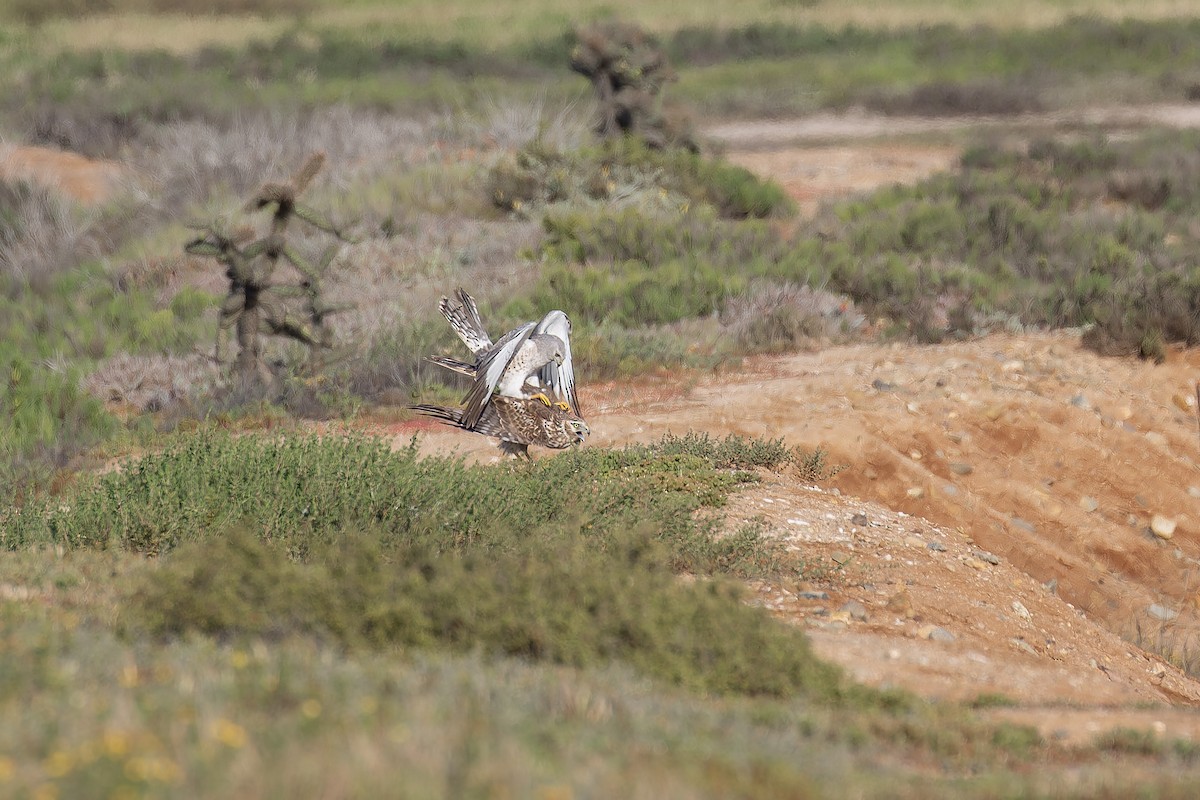Aguilucho de Hudson - ML645581963