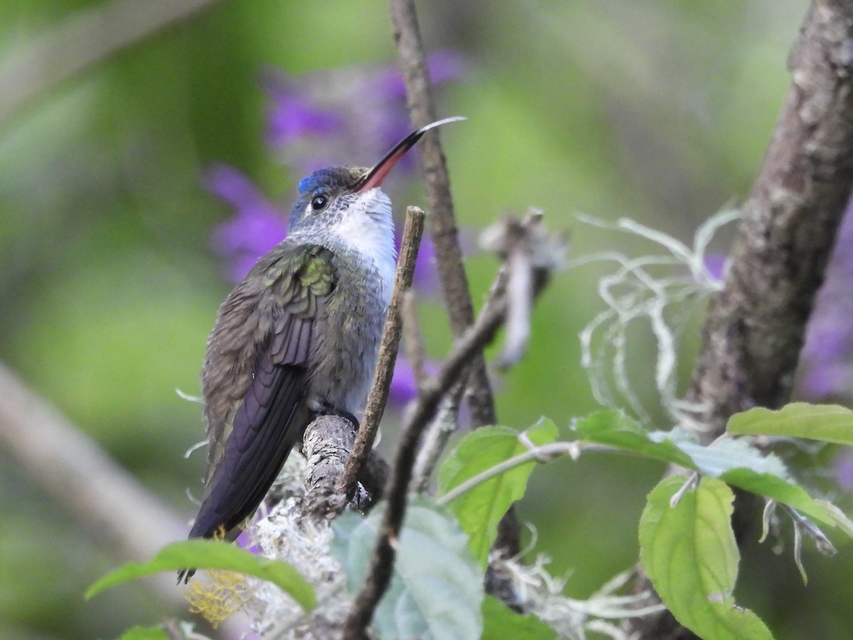 Azure-crowned Hummingbird - ML645581968