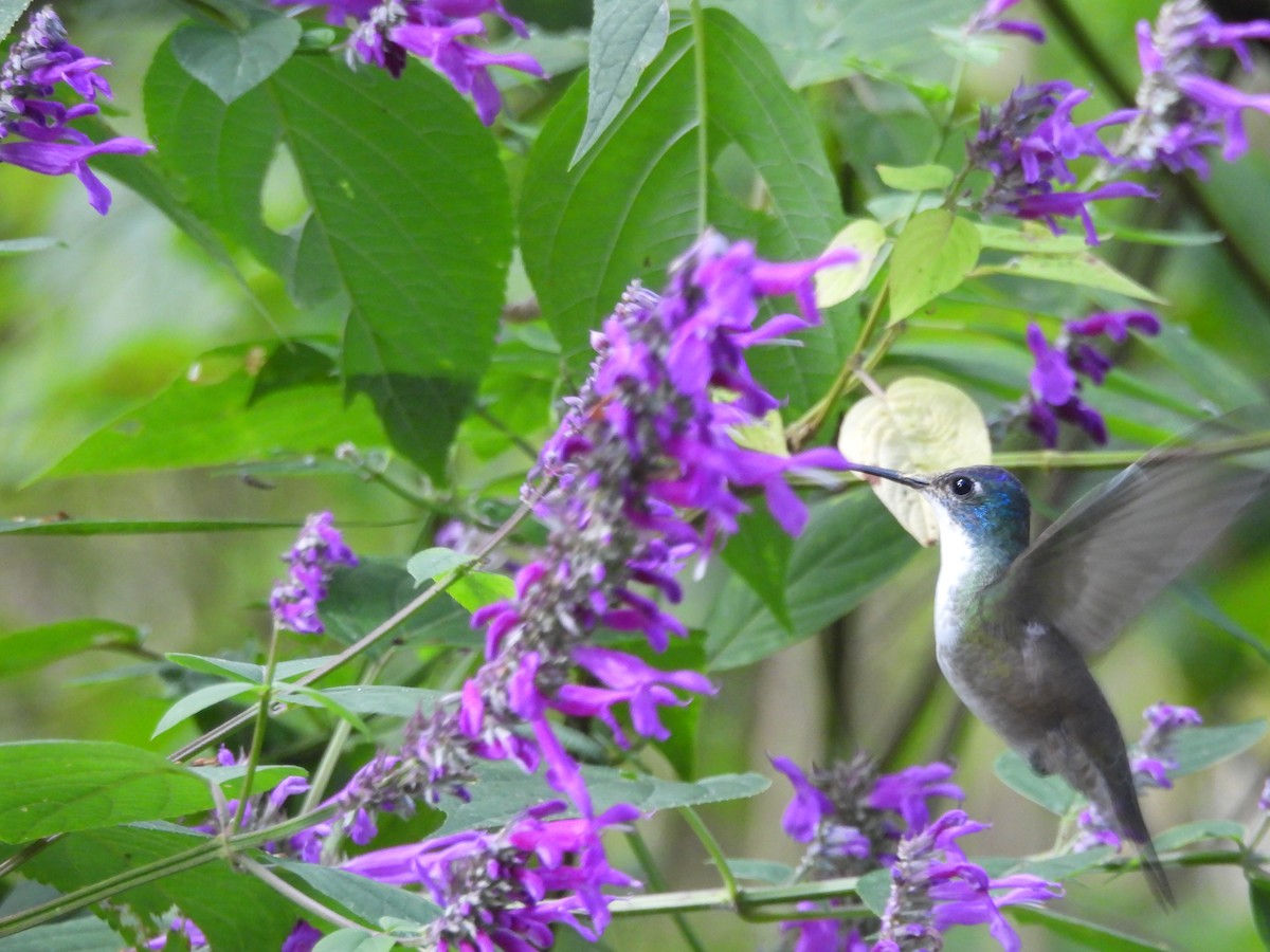 Azure-crowned Hummingbird - ML645581969
