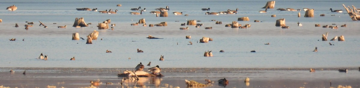 American Wigeon - ML645581970