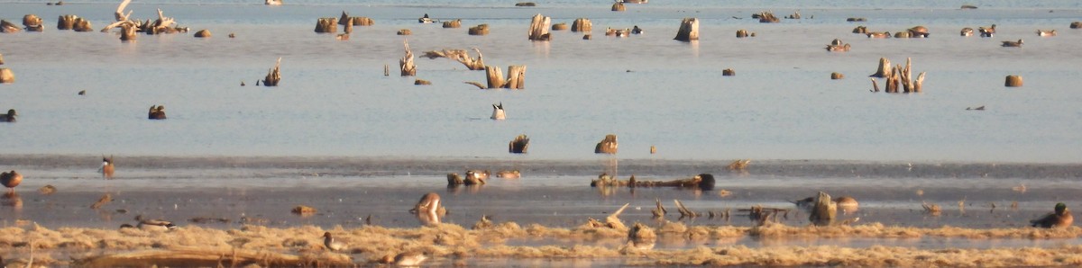 American Wigeon - ML645581971