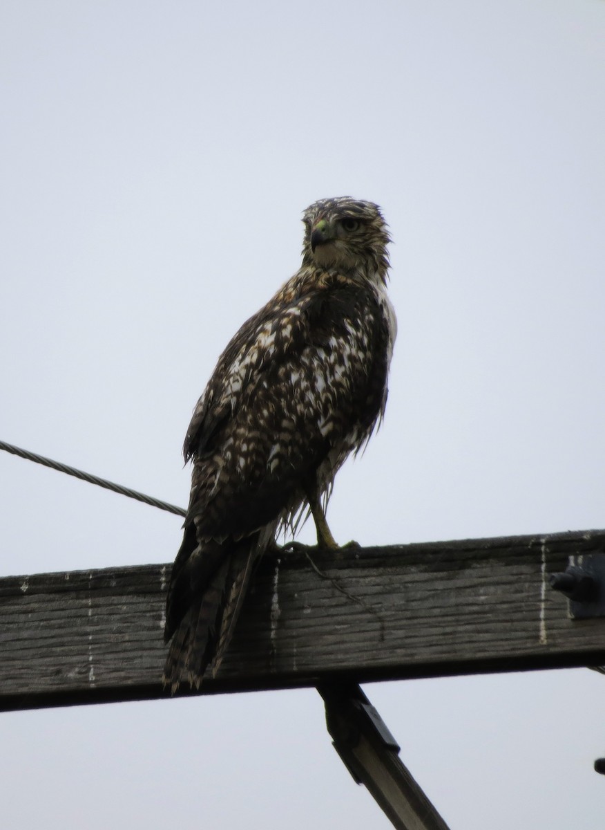 Red-tailed Hawk - ML645581974