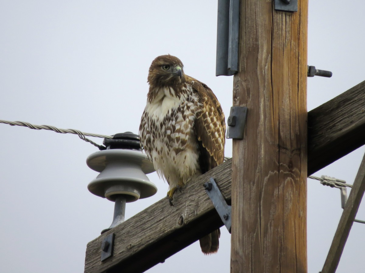 Red-tailed Hawk - ML645581975