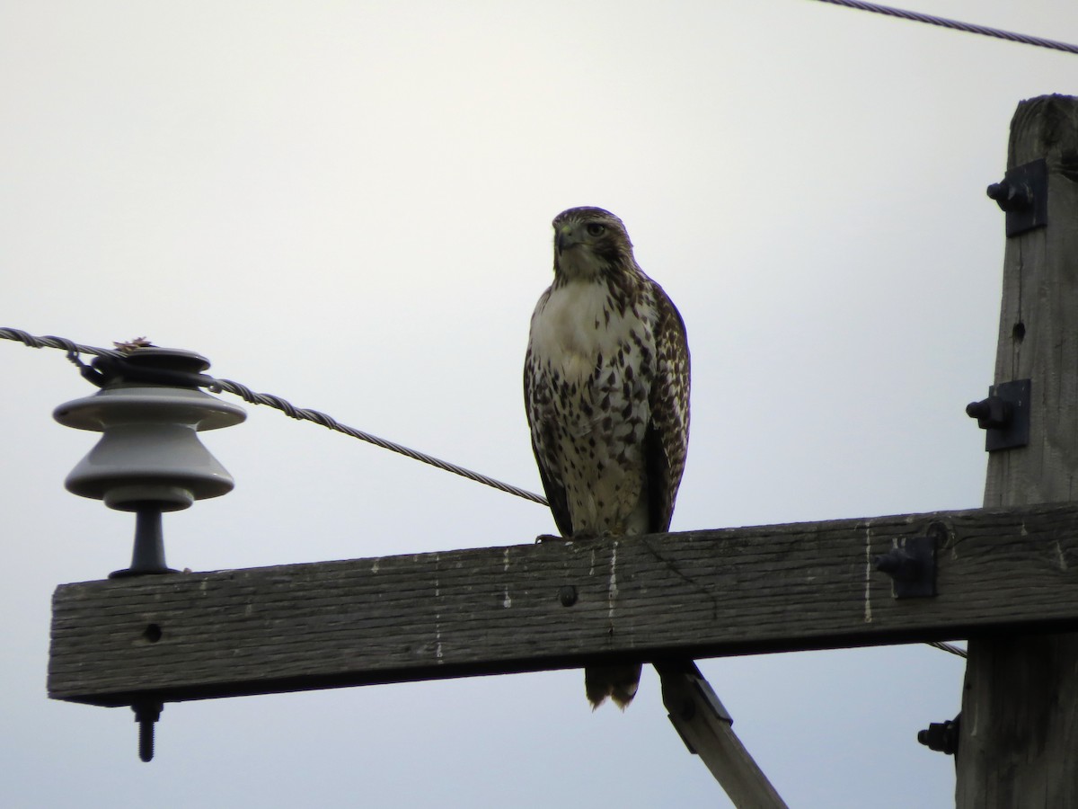 Red-tailed Hawk - ML645581976
