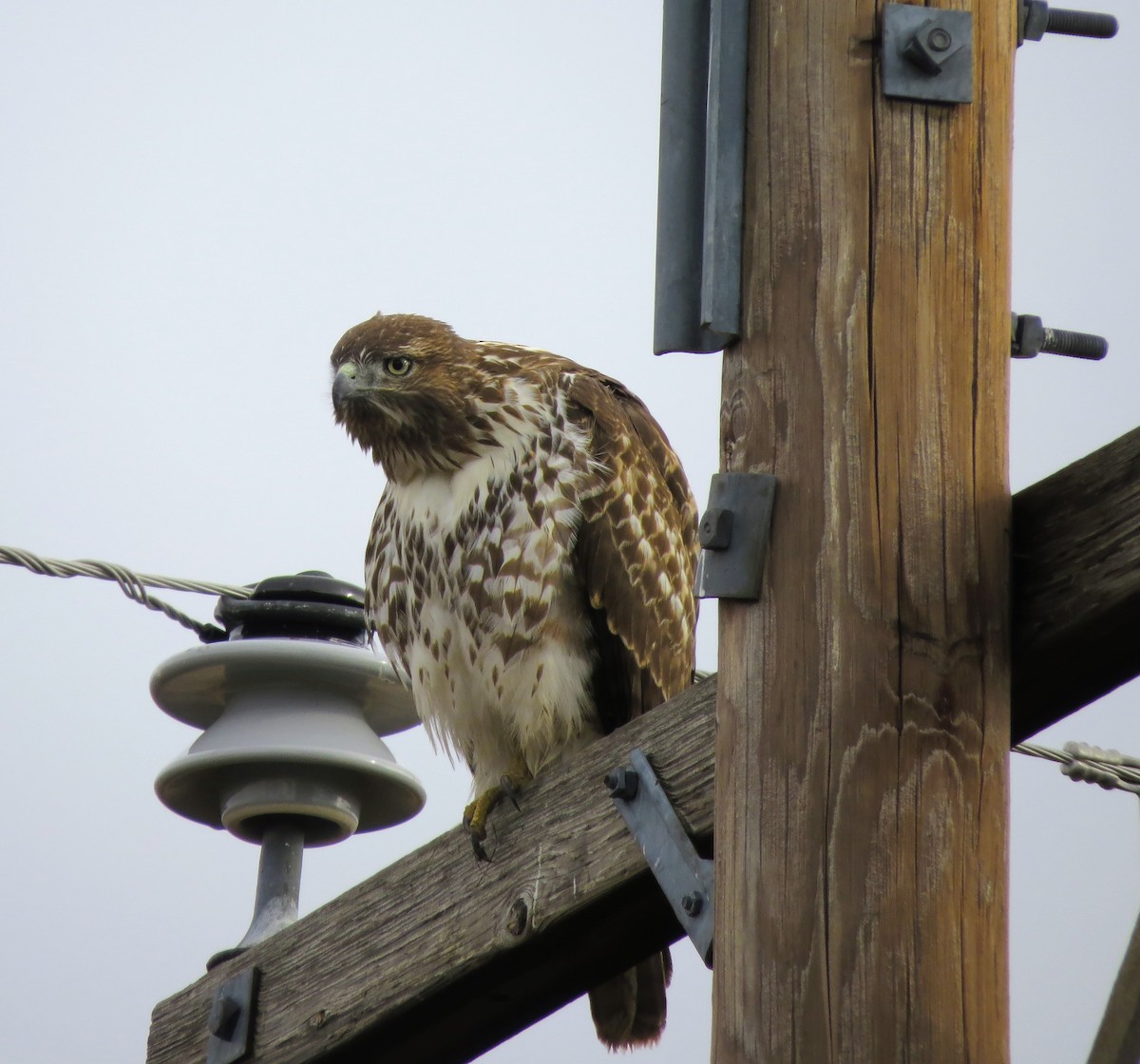 Red-tailed Hawk - ML645581977