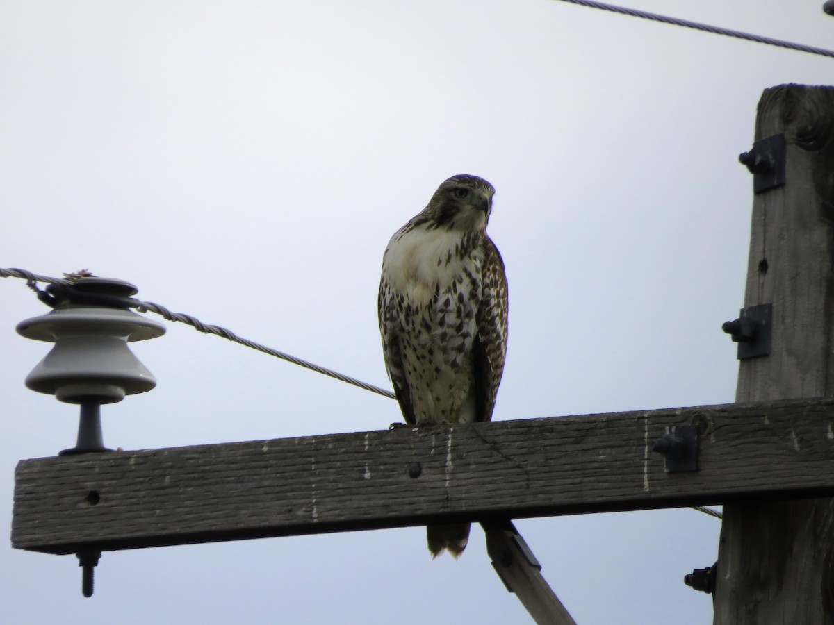 Red-tailed Hawk - ML645581978