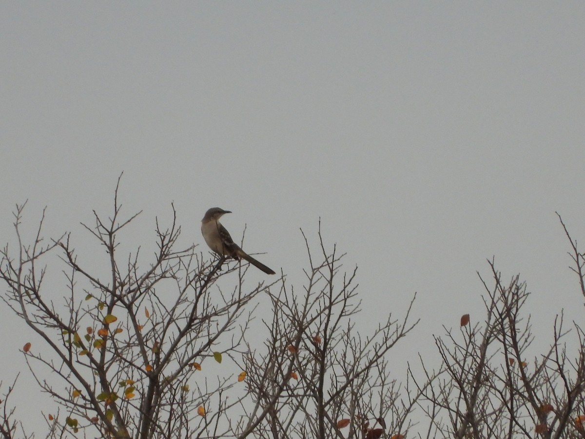 Northern Mockingbird - ML645581979