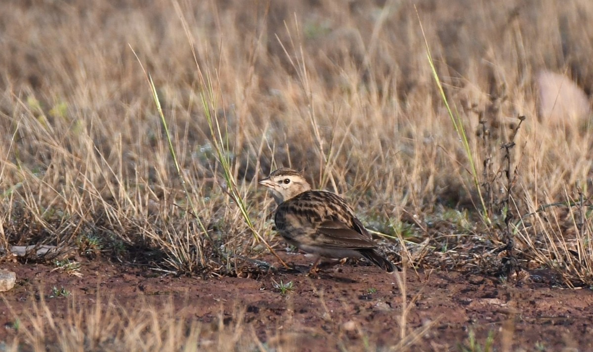 Mongolian Short-toed Lark - ML645581982