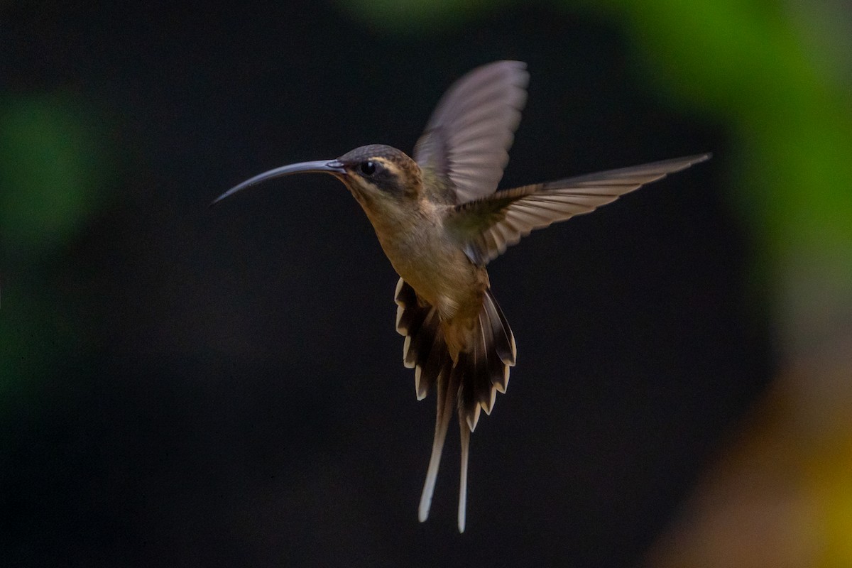 Long-billed Hermit - ML645581983