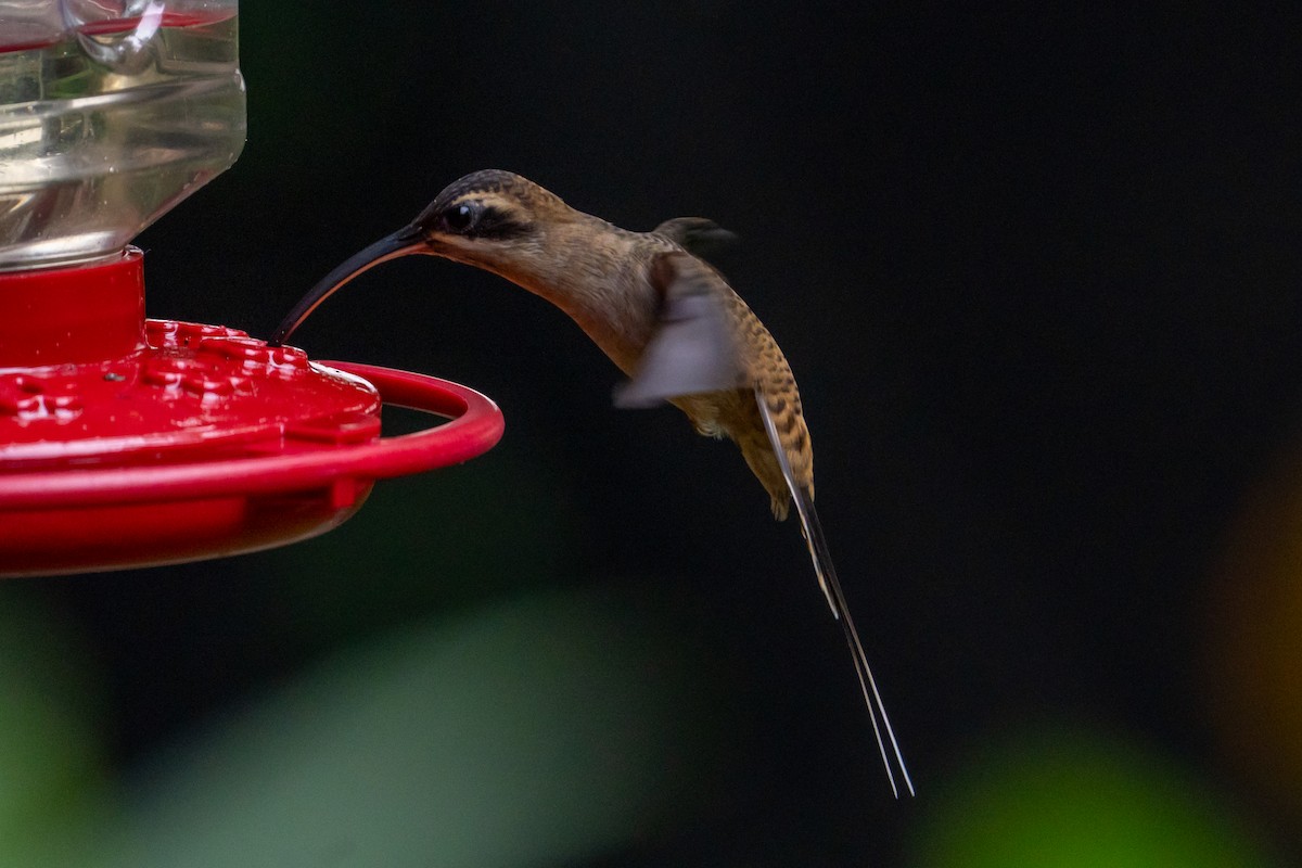 Long-billed Hermit - ML645581985