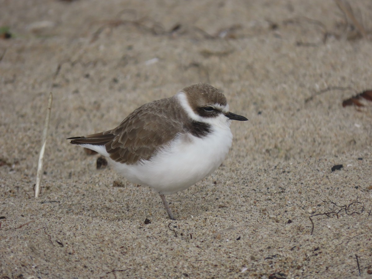 Snowy Plover - ML645581998