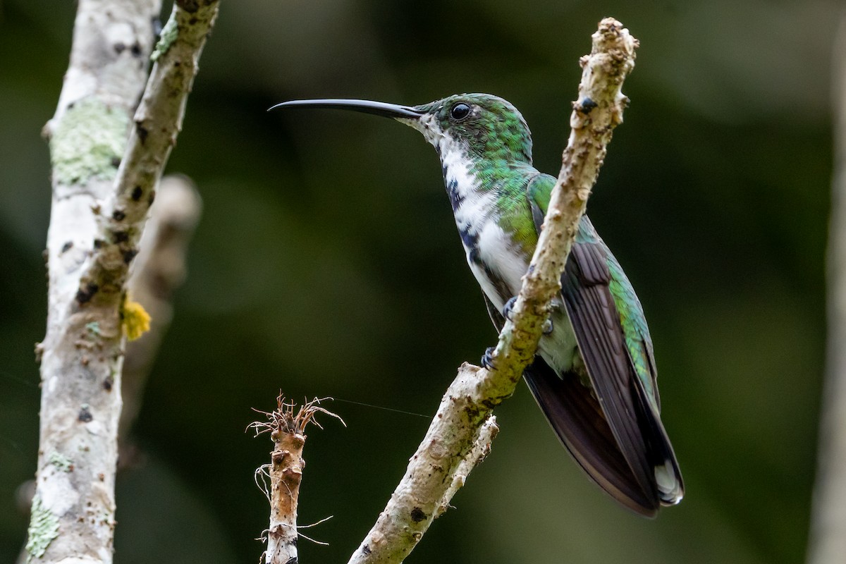 Green-breasted Mango - ML645581999