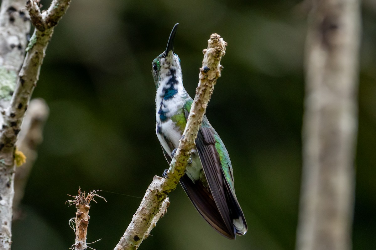 Green-breasted Mango - ML645582000