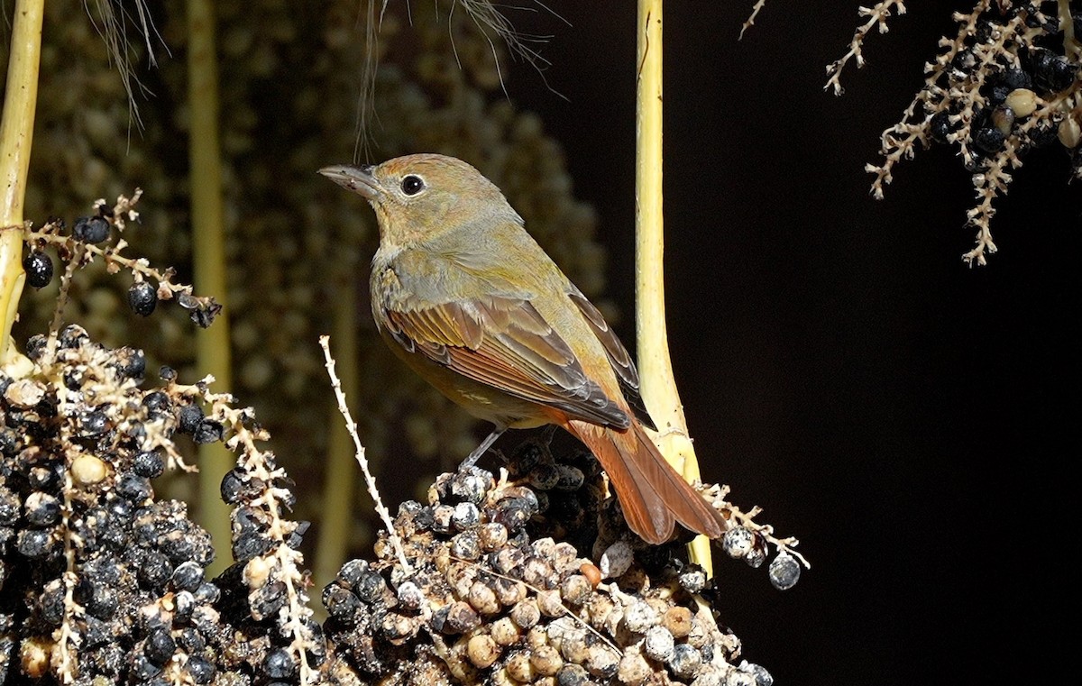 Summer Tanager - ML645582013