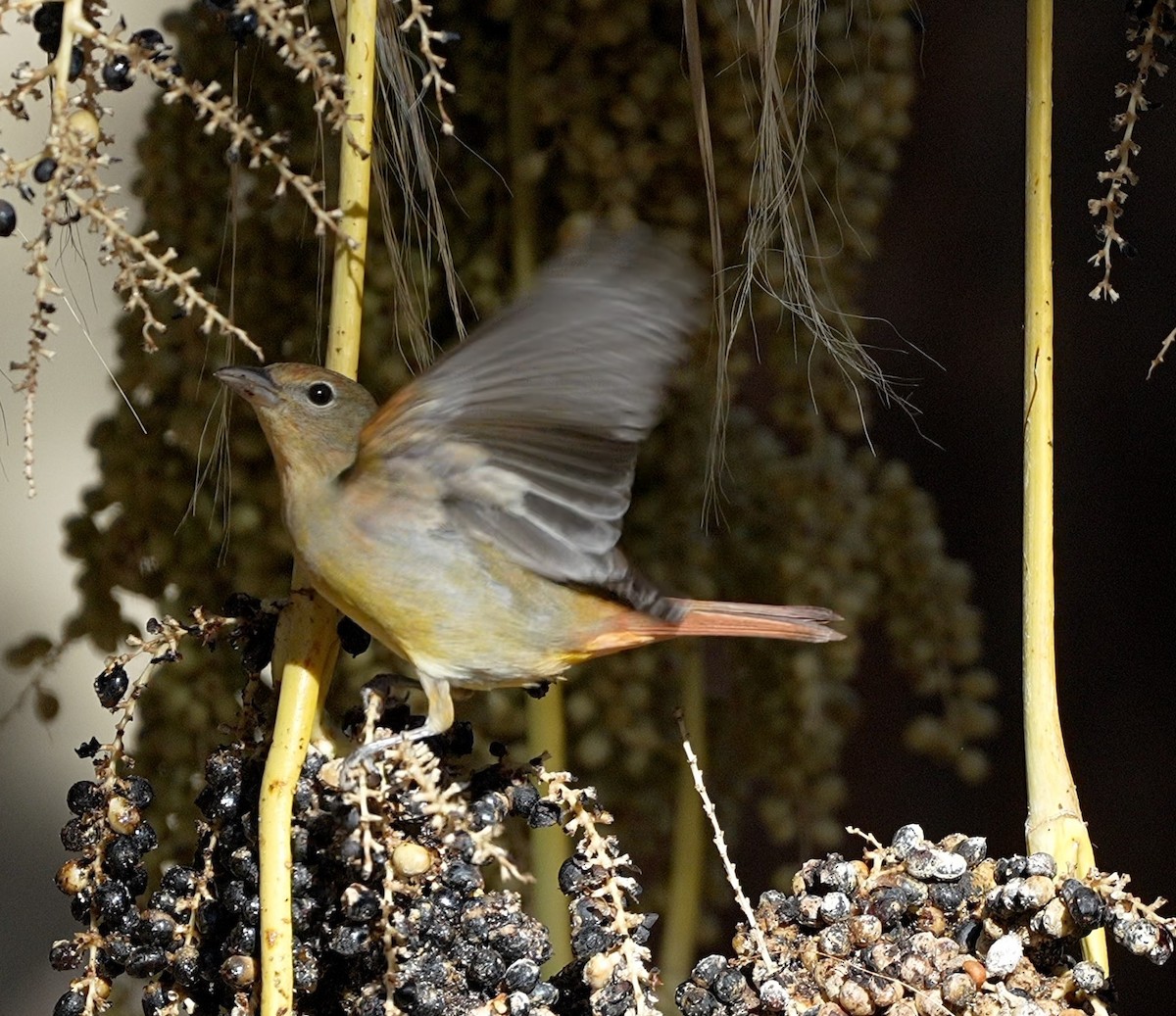 Summer Tanager - ML645582014
