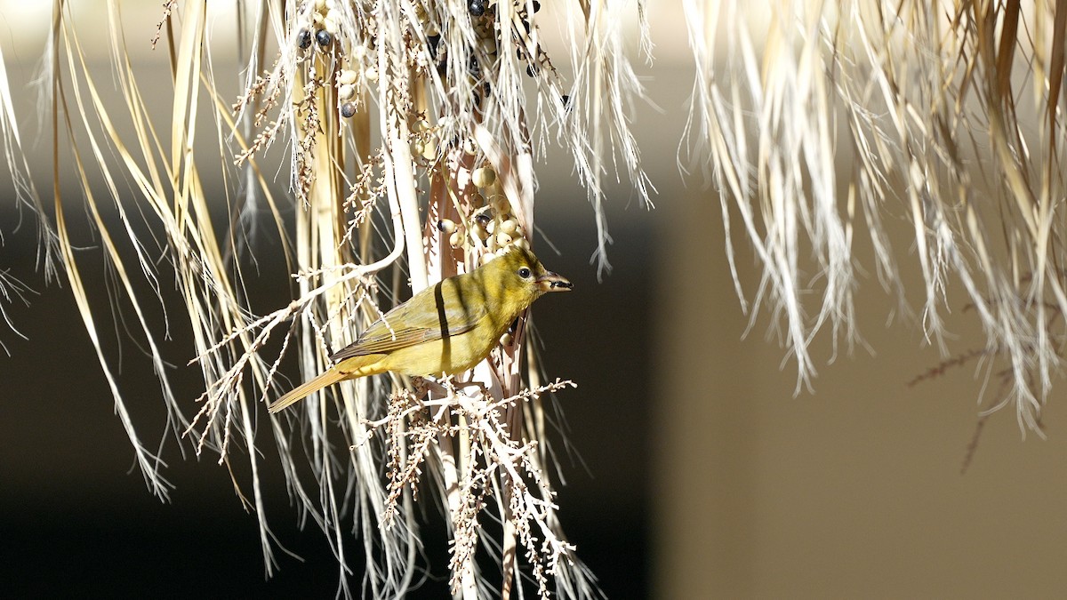 Summer Tanager - ML645582015