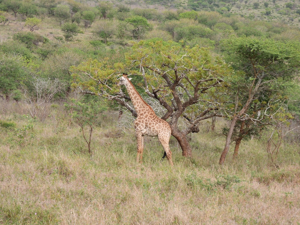 Southern African Giraffe - ML645582023