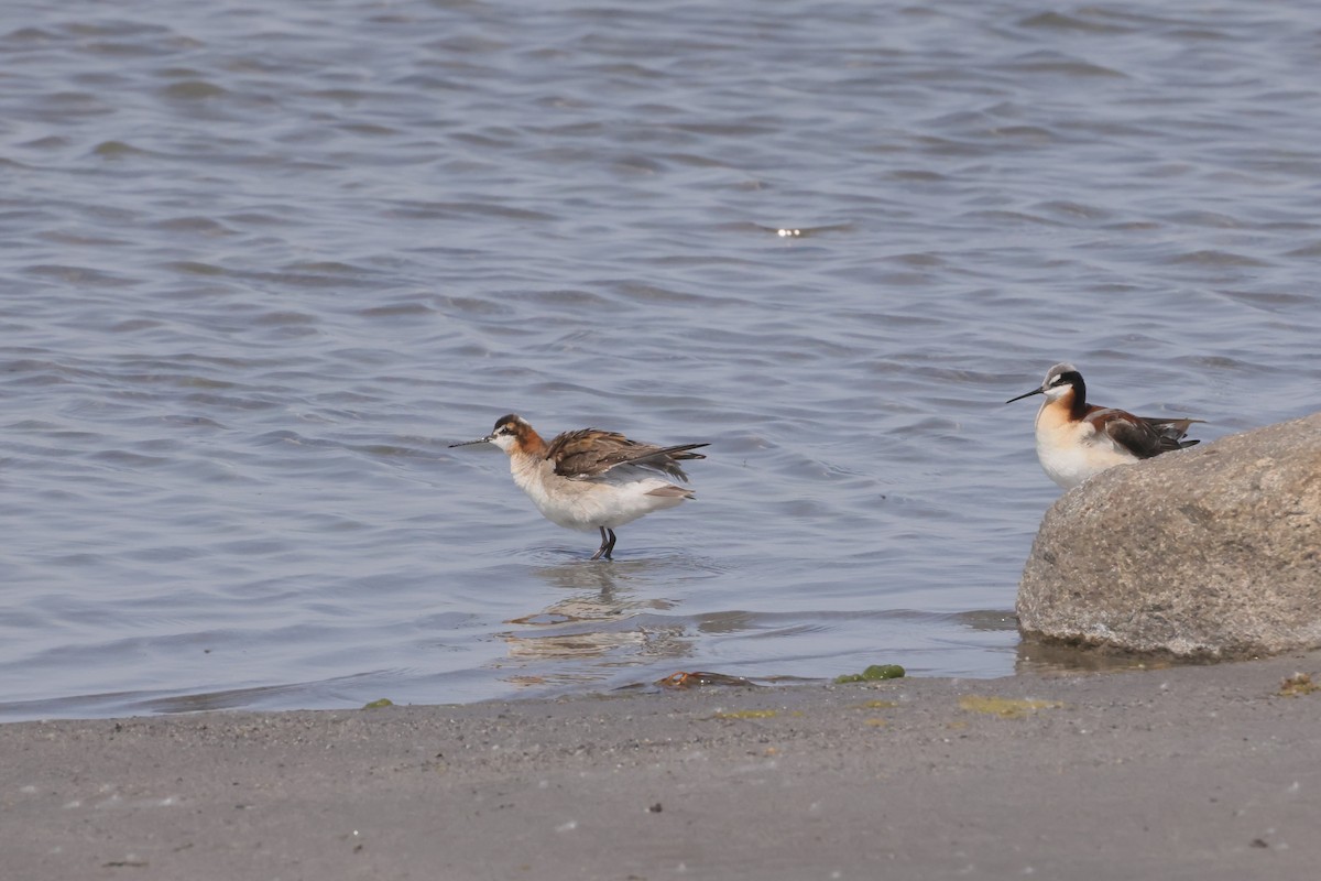 lyskonoh dlouhozobý - ML645582026