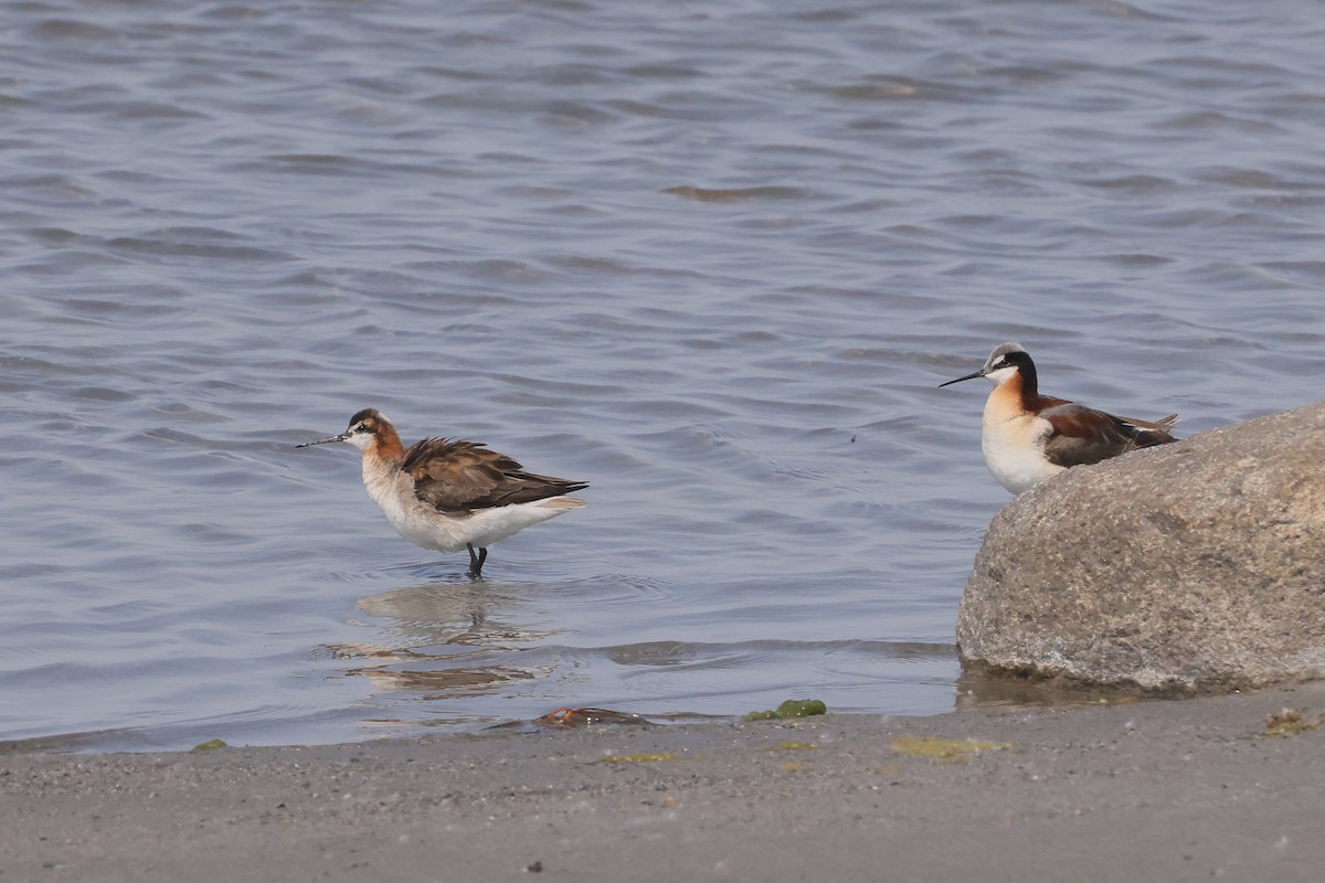 lyskonoh dlouhozobý - ML645582042