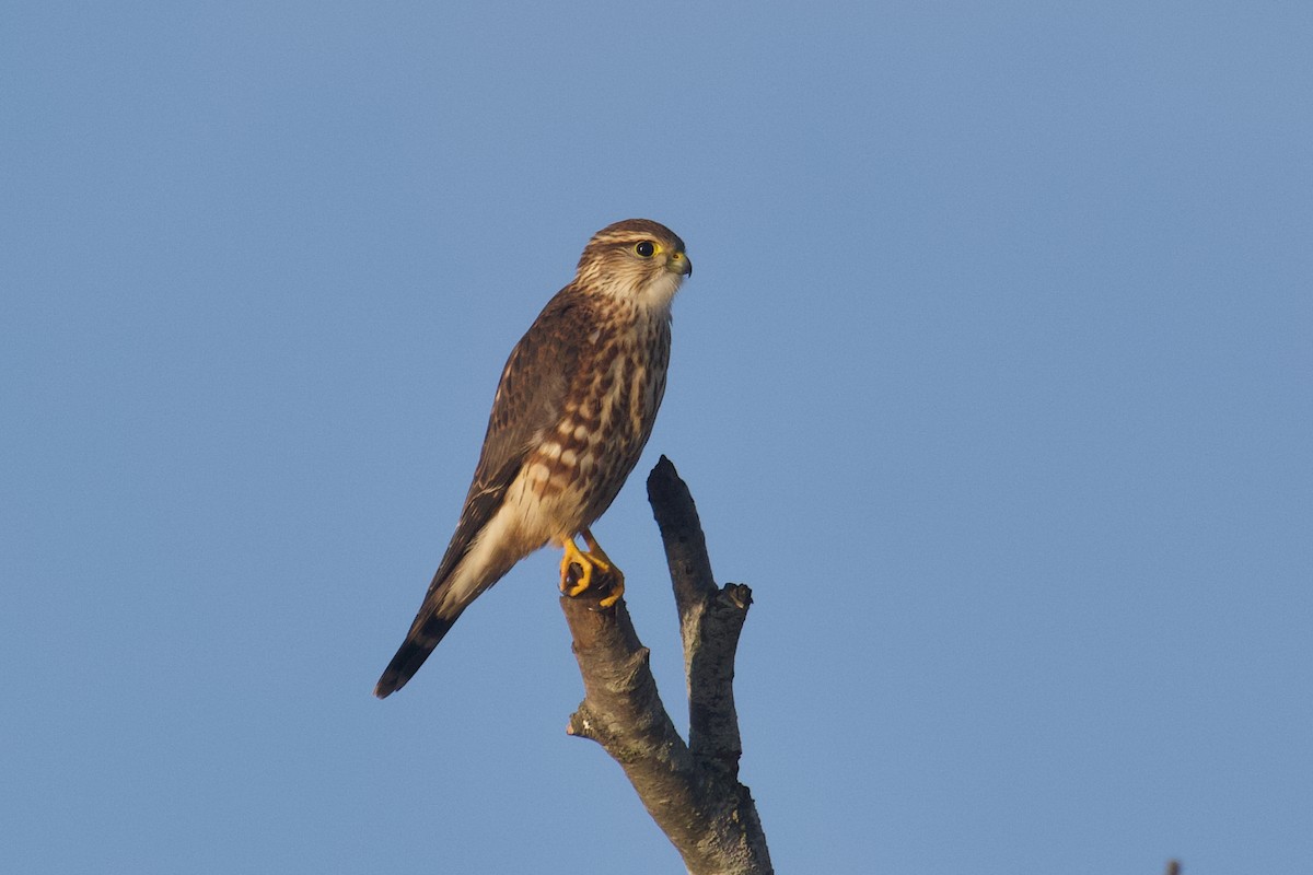 Merlin - ML645582044