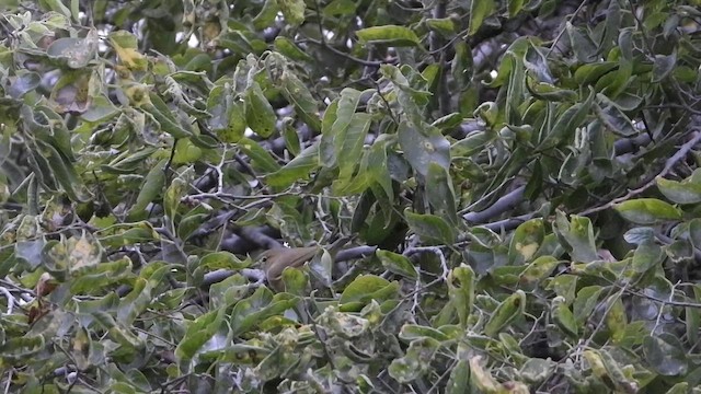 Orange-crowned Warbler - ML645582051