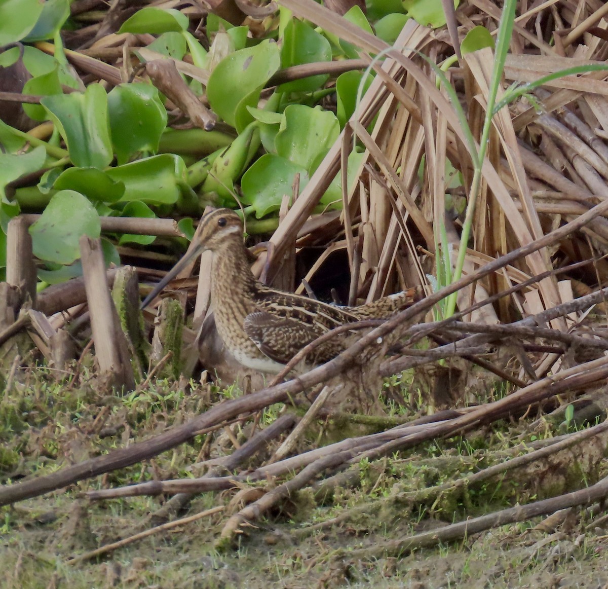 Wilson's Snipe - ML645582054