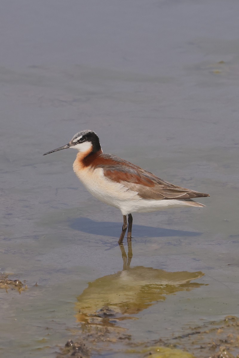 lyskonoh dlouhozobý - ML645582059