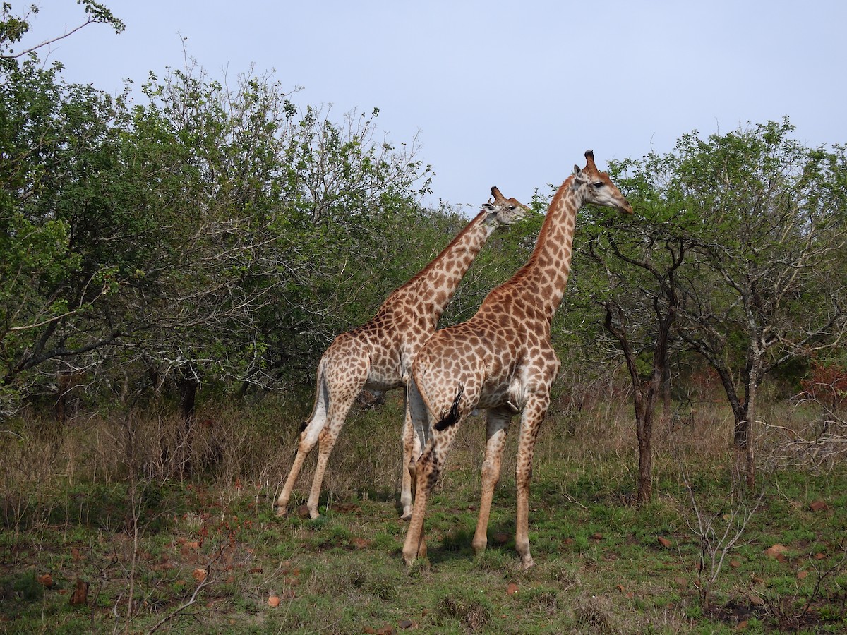 Southern African Giraffe - ML645582068