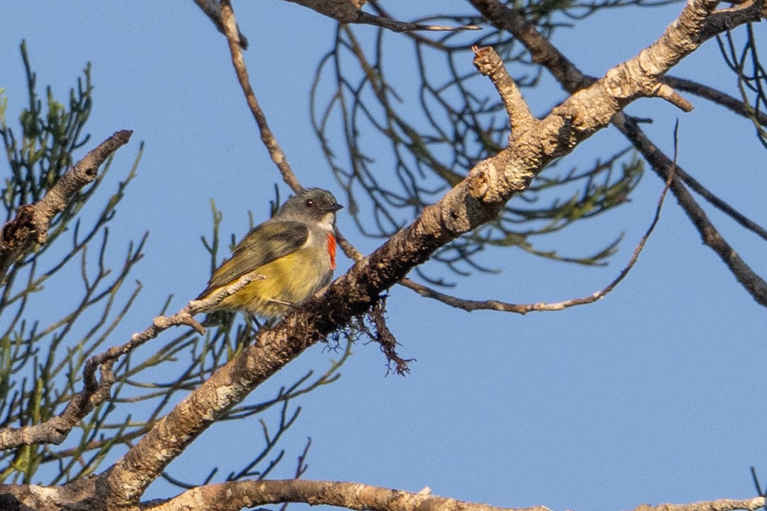 Buru Flowerpecker - ML645582070
