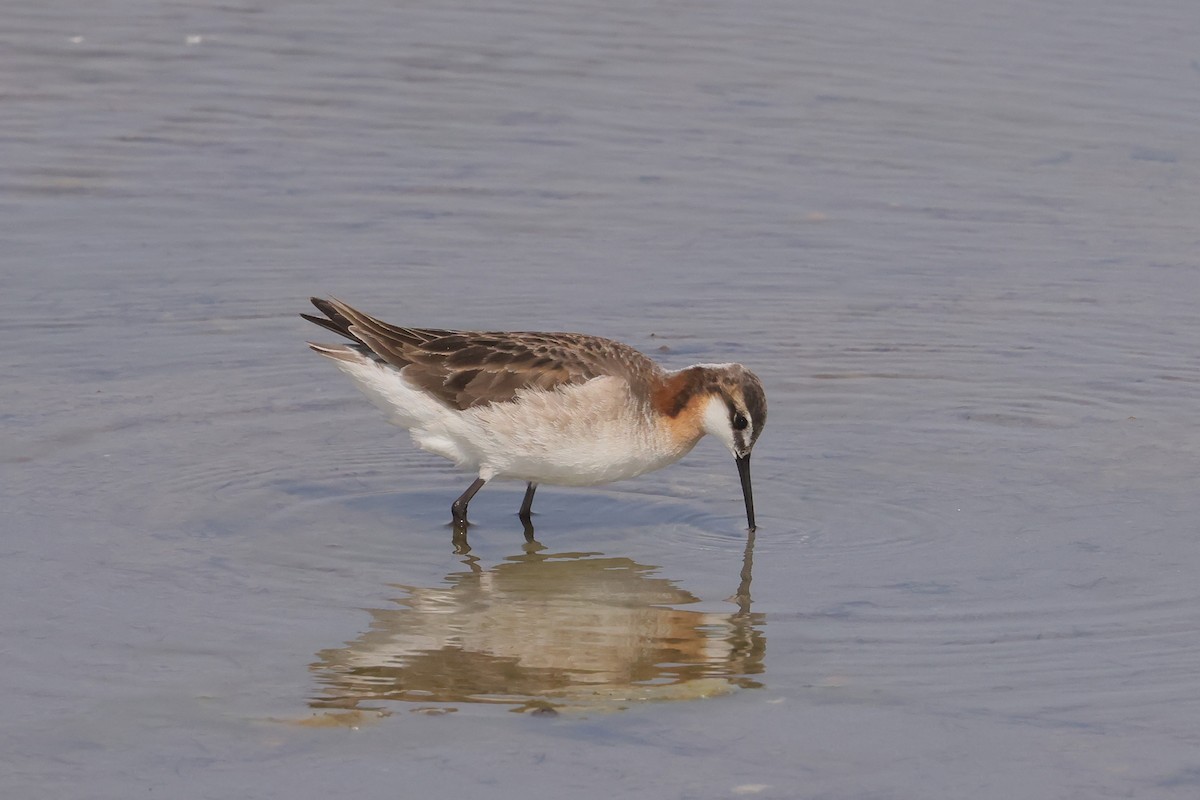 lyskonoh dlouhozobý - ML645582071