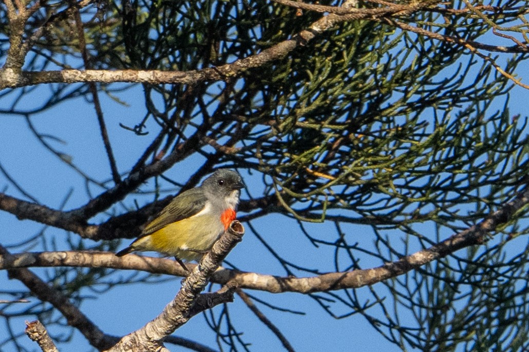 Buru Flowerpecker - ML645582072