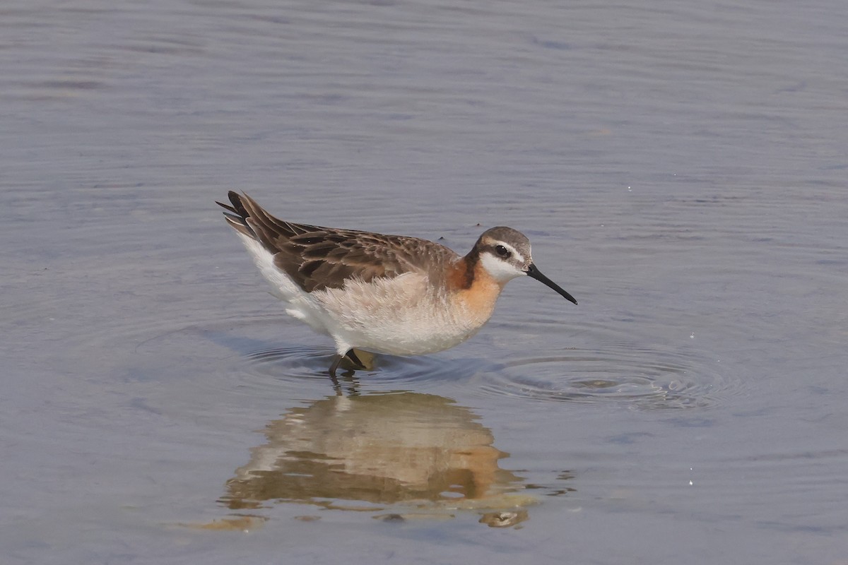 lyskonoh dlouhozobý - ML645582075