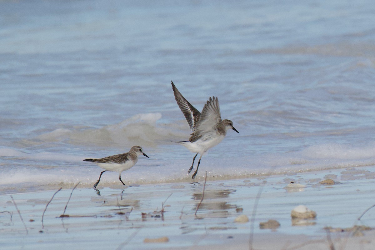 Red-necked Stint - ML645582077