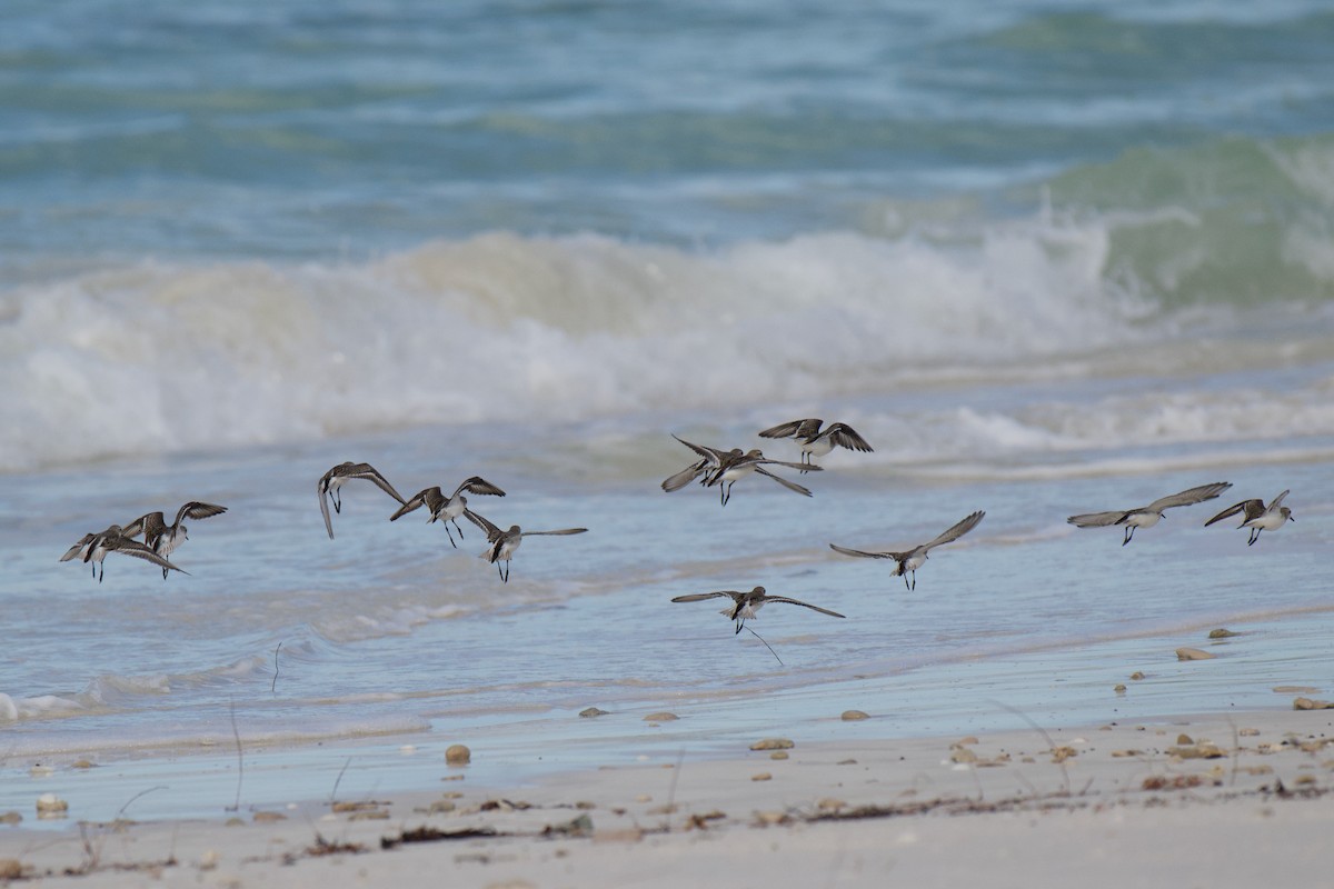 Red-necked Stint - ML645582078