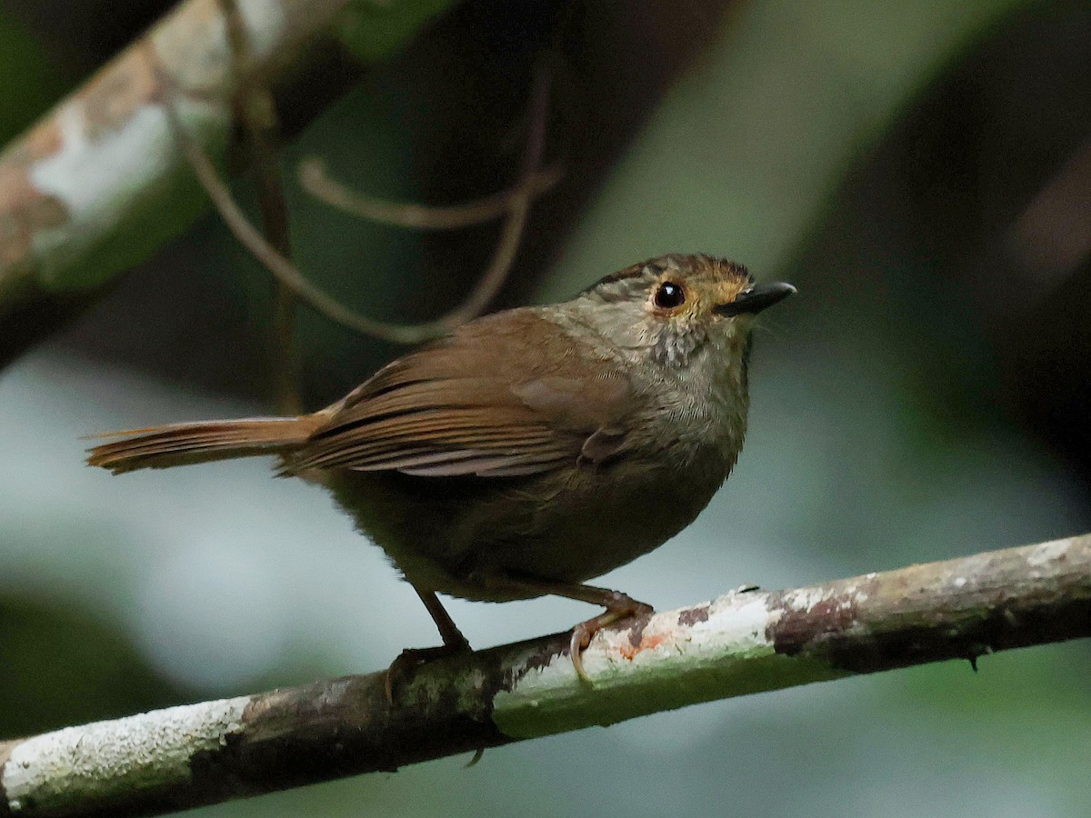 Pseudominla de Gould - ML645582087