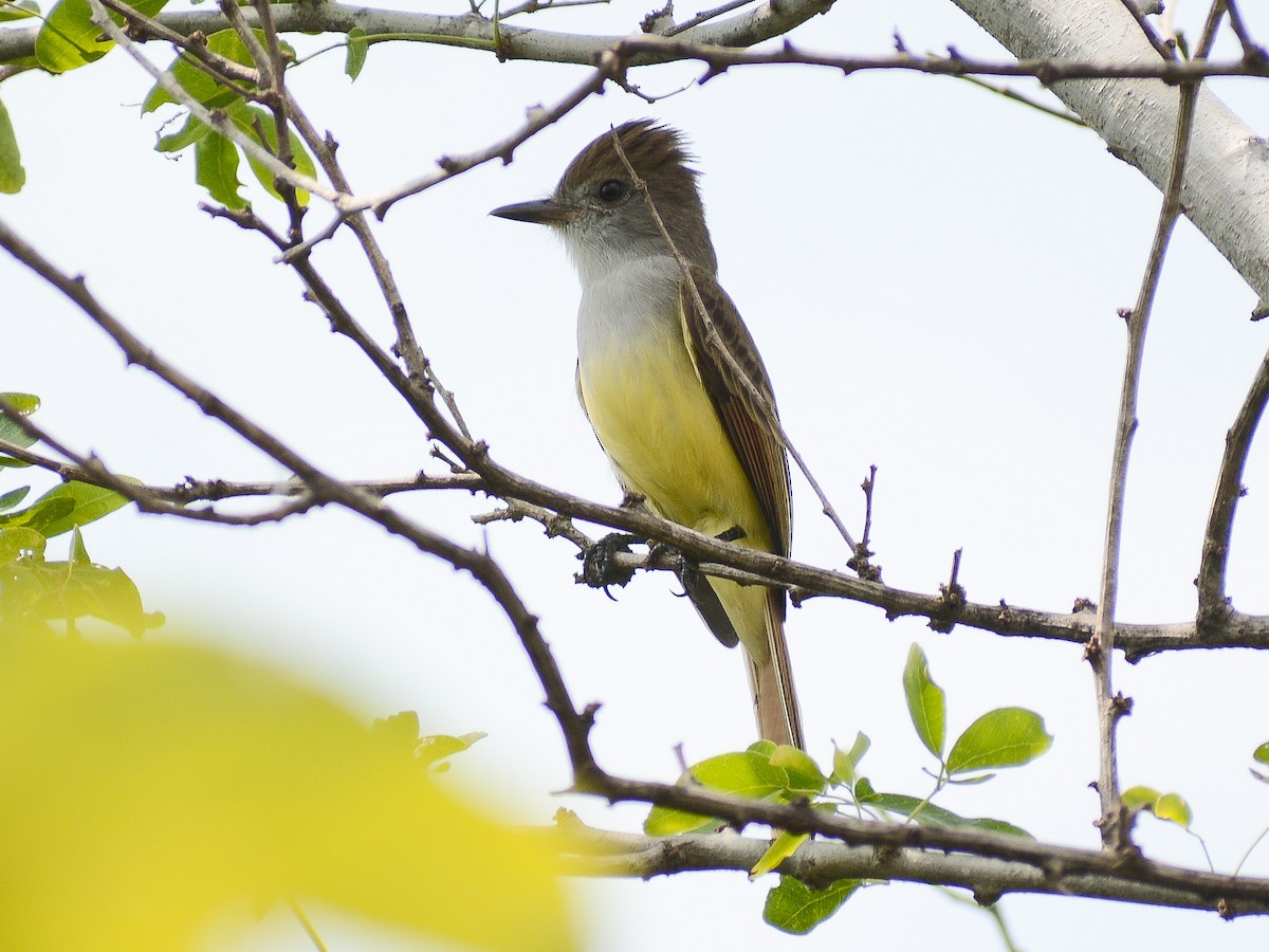 Salvadoran Flycatcher - ML645582100