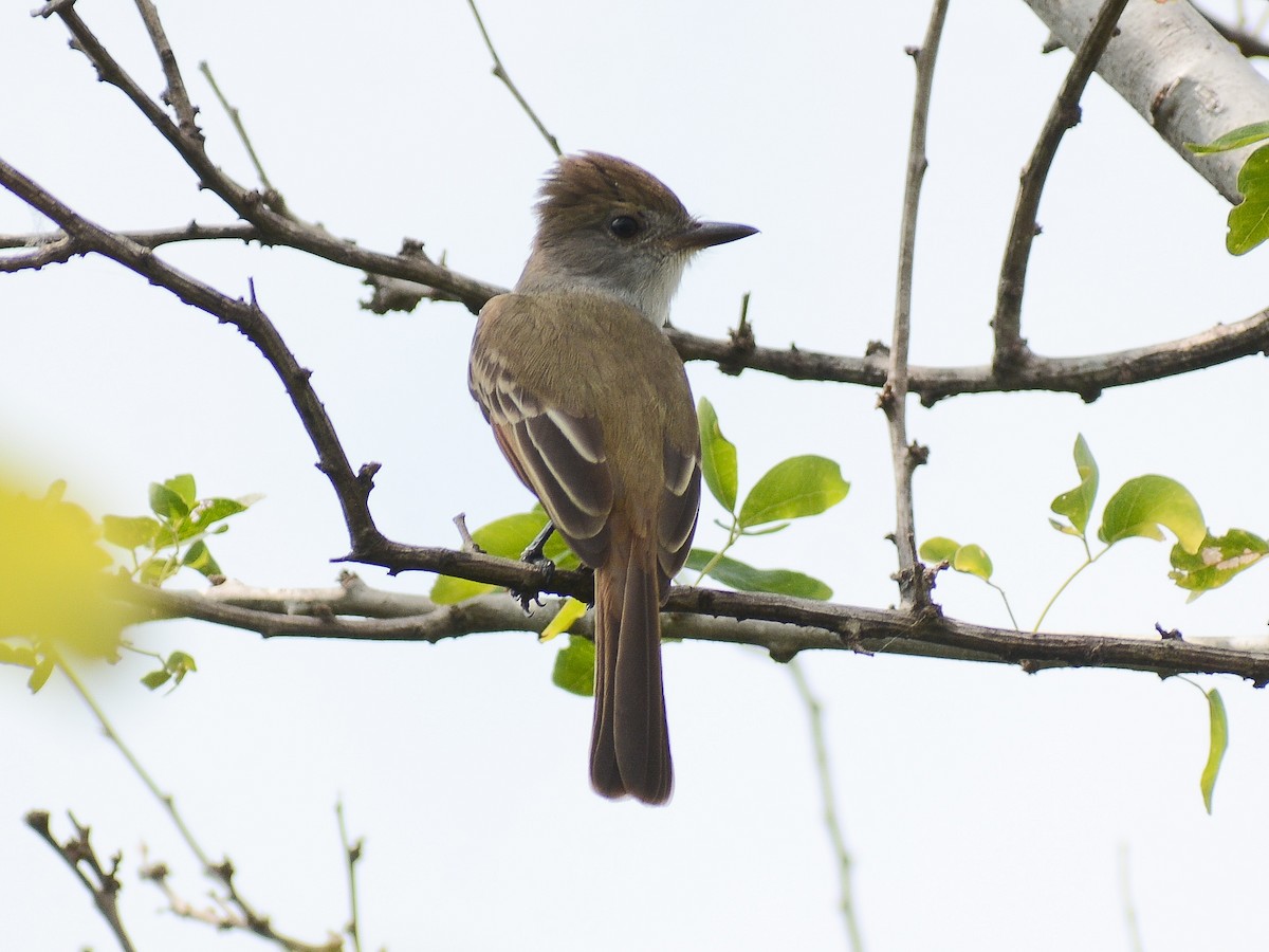 Salvadoran Flycatcher - ML645582101