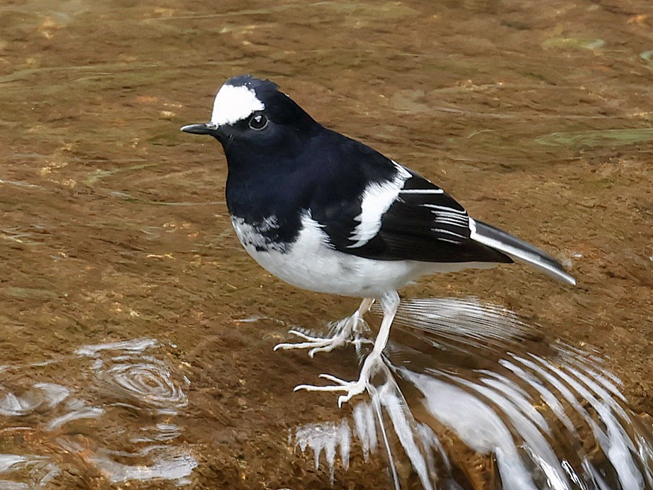 Вилохвістка гірська - ML645582110