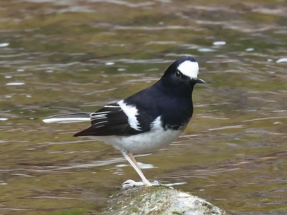 Вилохвістка гірська - ML645582111